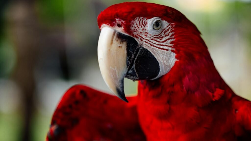 Stunning close-up of a vibrant scarlet macaw with detailed feathers and open wings.