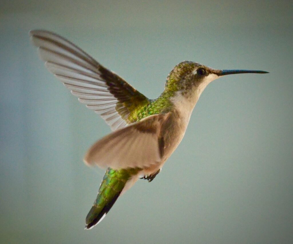 A hummingbird captured mid-flight, showcasing its delicate wings and vibrant plumage.