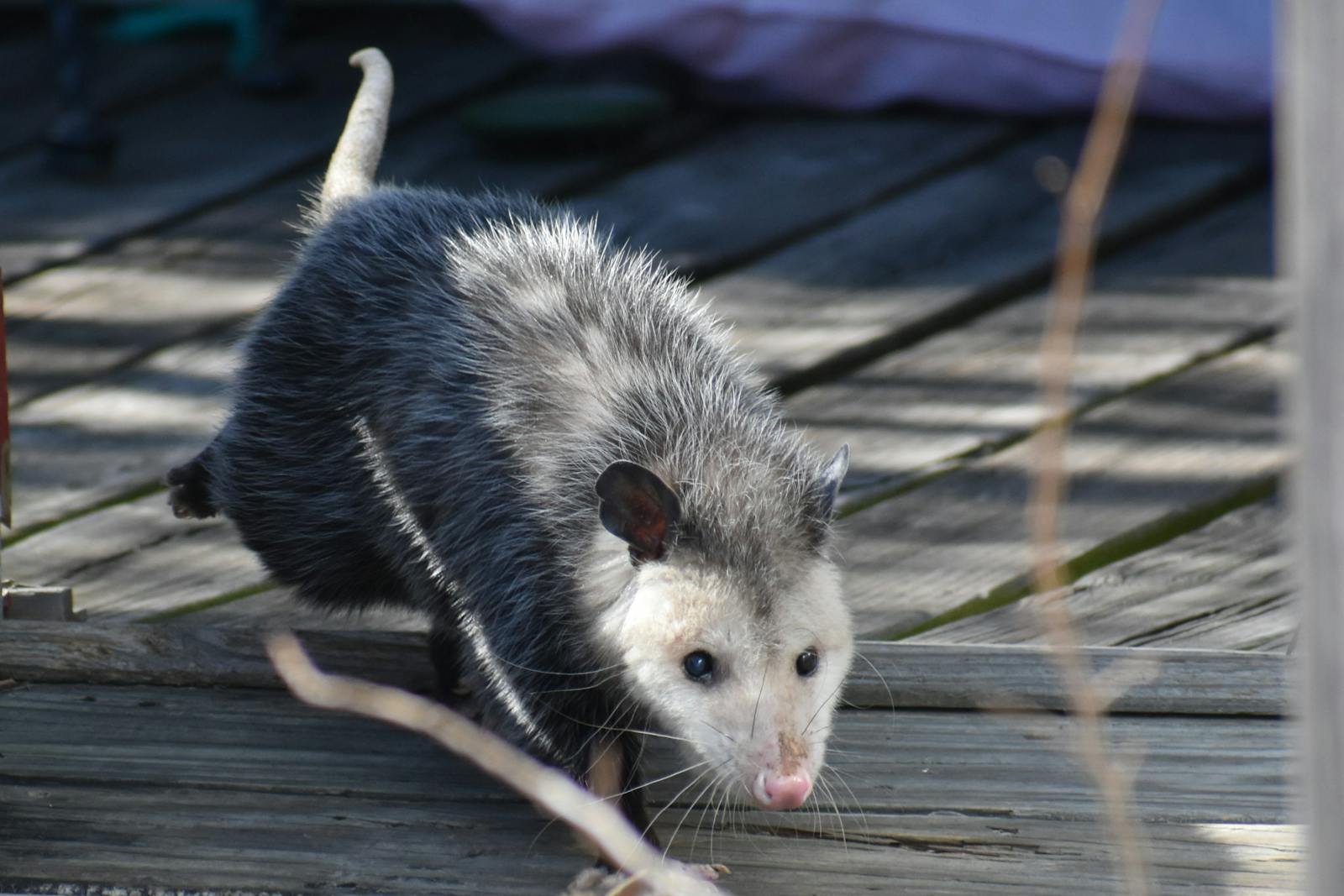 5 Ways Opossums Are Basically Superheroes in Fur