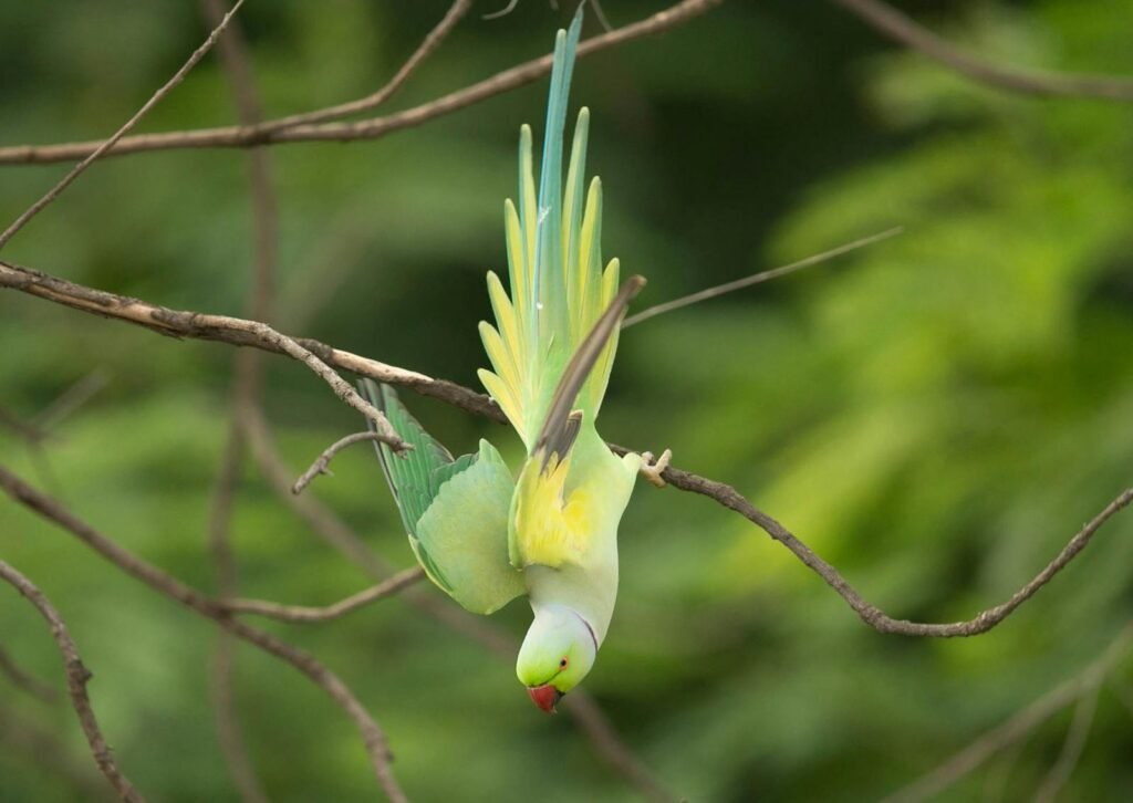 A colorful parrot hanging upside down on a branch in its natural habitat, showcasing vivid plumage.