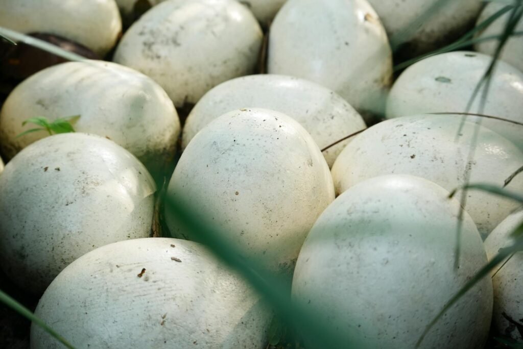 Close-up shot of white turtle eggs nestled in a natural setting, highlighting their texture.