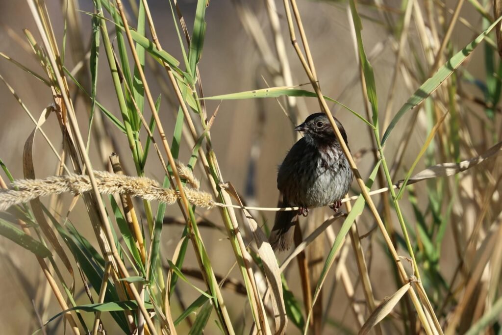 A small sparrow sits delicately on tall grass, embodying the essence of wildlife photography.