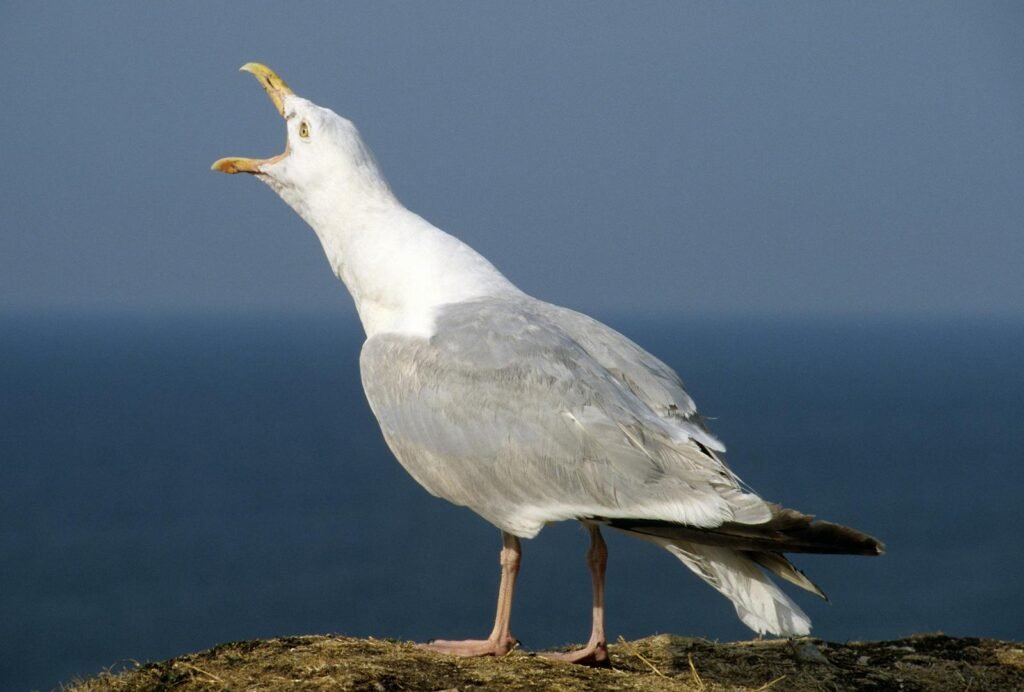 Seagull vocalizing on cliffs of Étretat, Normandie, with ocean backdrop.