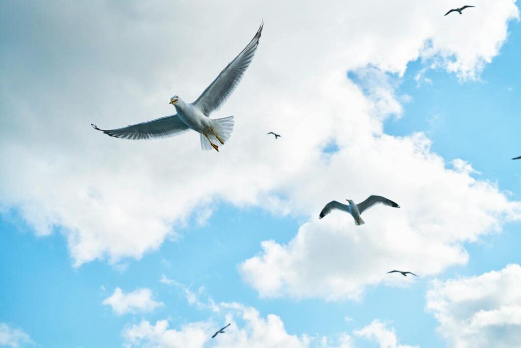 Flock of seagulls flying in a vibrant blue sky with fluffy clouds.