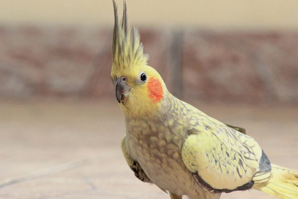Close-up of a vibrant cockatiel with distinct crest and bright orange cheek patch shining in natural light outdoors.