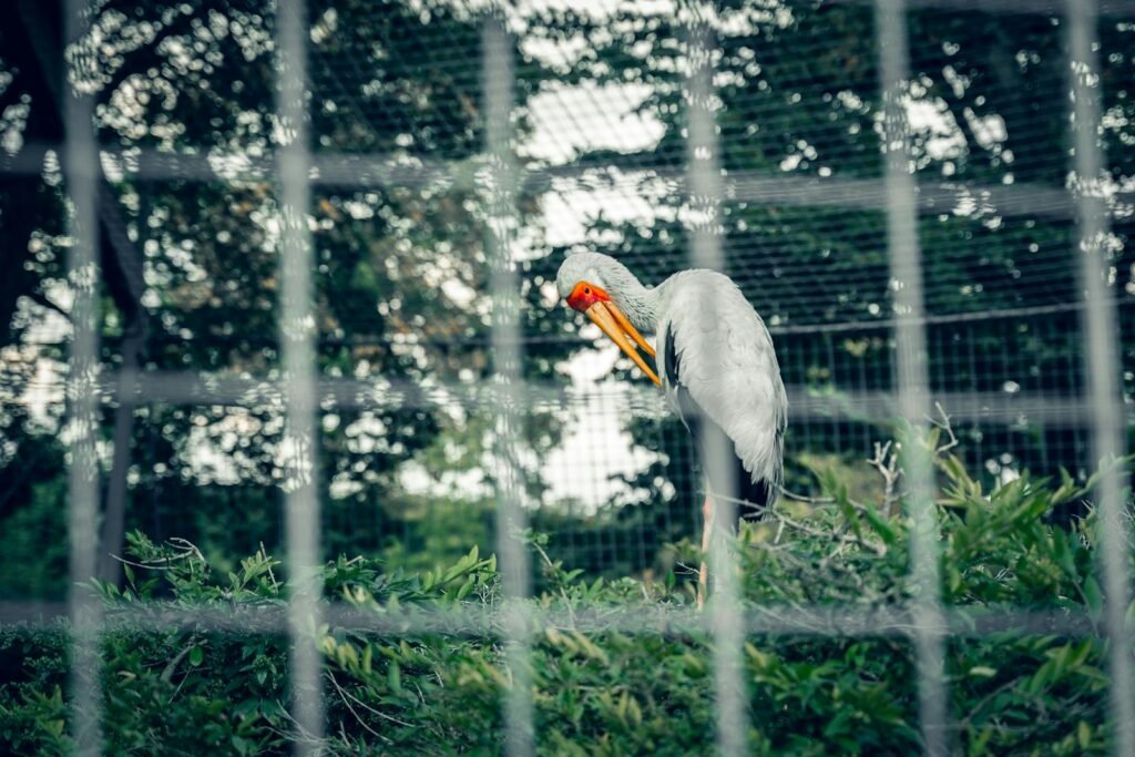 Yellow-billed stork behind a cage in Mannheim Zoo, surrounded by greenery.