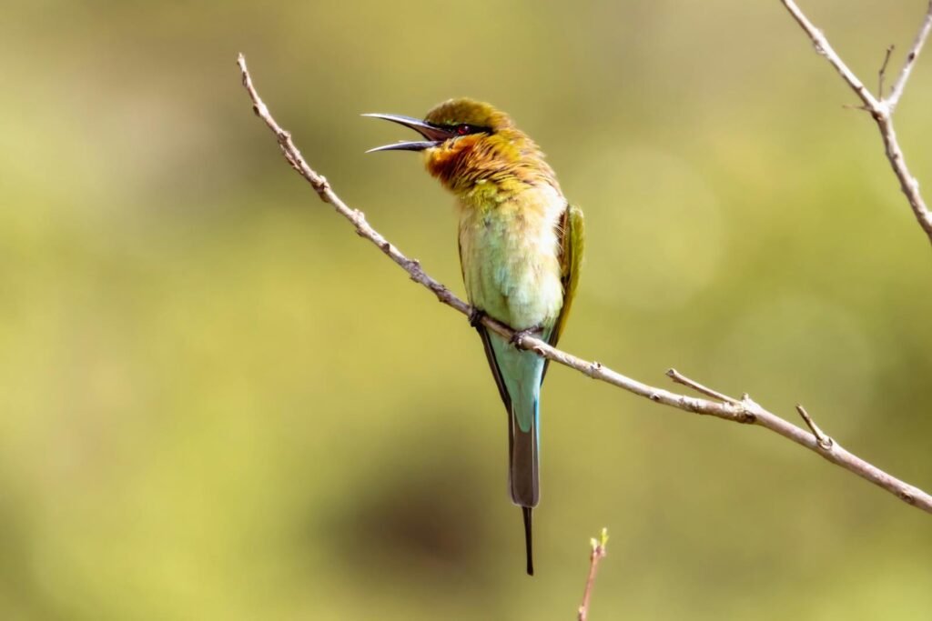 Close-up of a colorful blue-tailed bee-eater bird perched on a branch with a blurred nature background.