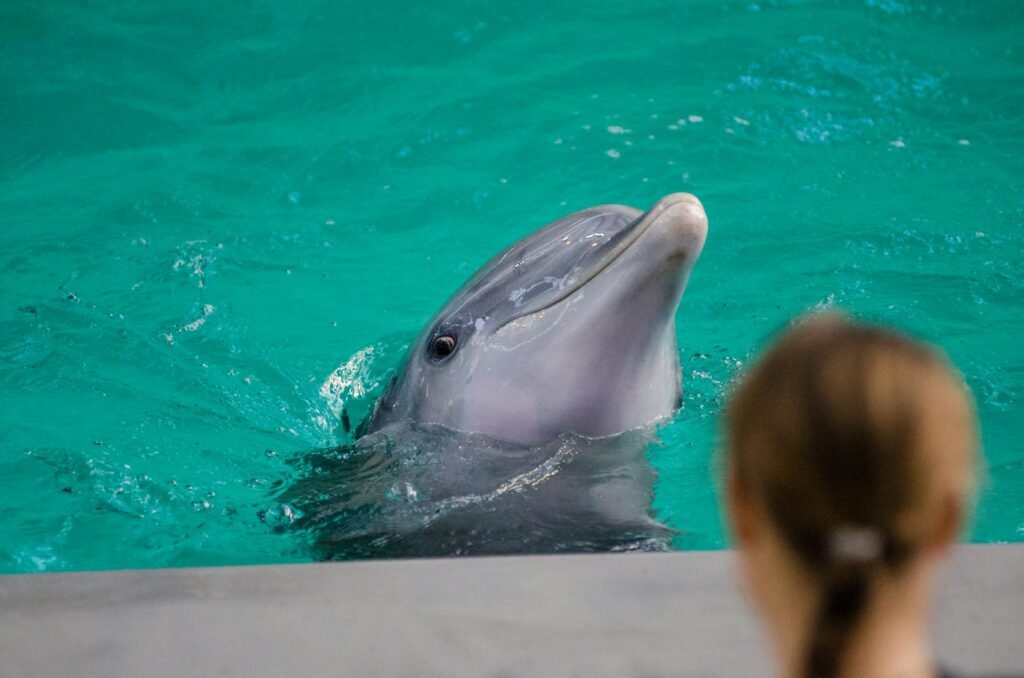 Dolphin interacting with a visitor at an aquarium pool.