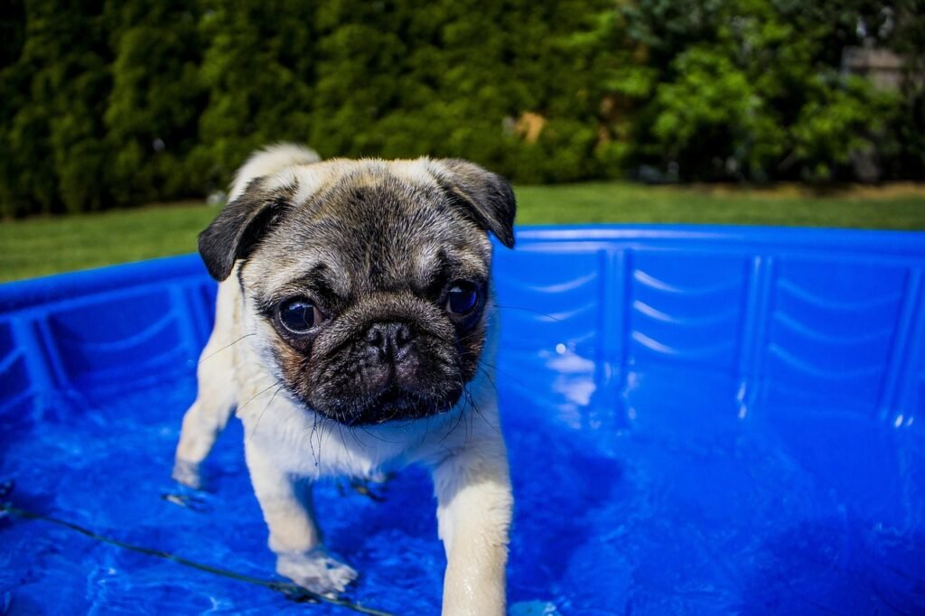 swimming, puppy, summer, dog, funny, animal, water, pet, fun, pool, happy, doggy, pug, pug puppy, outdoor, pooch, pup, blue happy, blue animals, blue summer, blue funny, blue pets, blue happiness, nature, blue fun