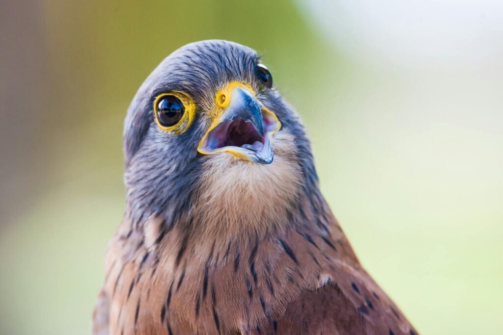 A detailed close-up of a vibrant falcon with striking features, showcasing wildlife beauty.