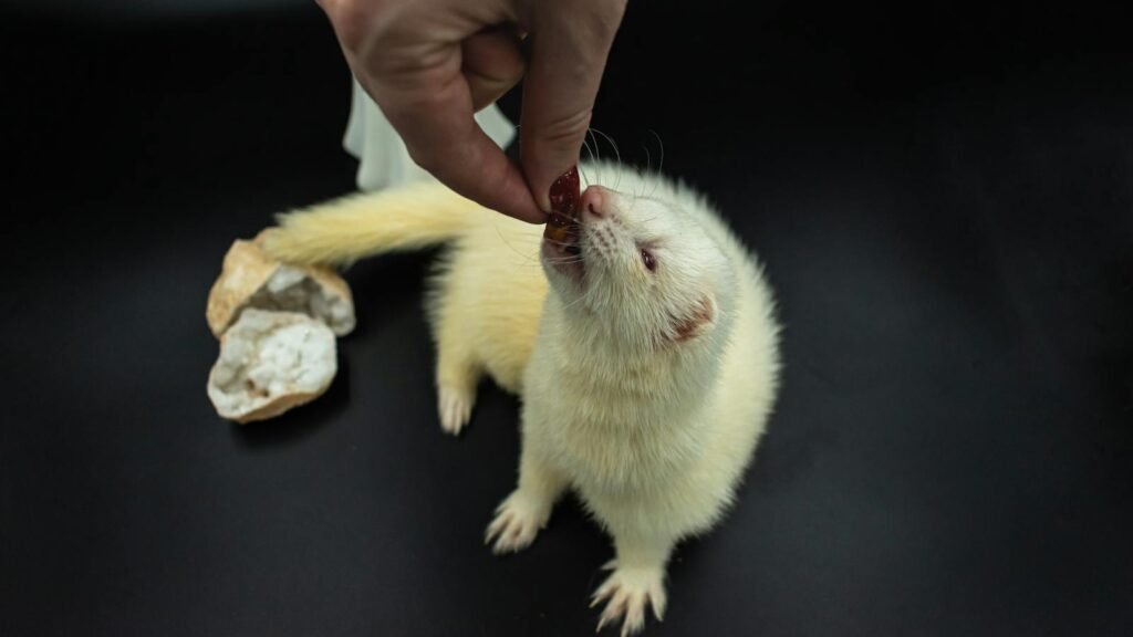 A white ferret reaching up to be fed by a person's hand on a black background.