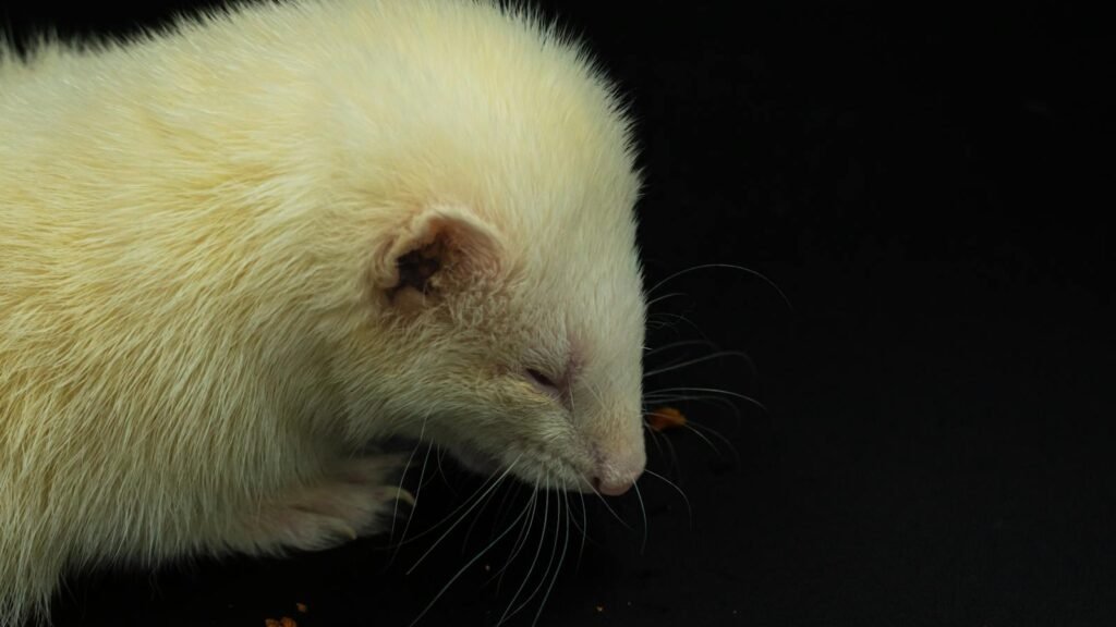 Detailed close-up of an albino ferret with white fur against a black background.
