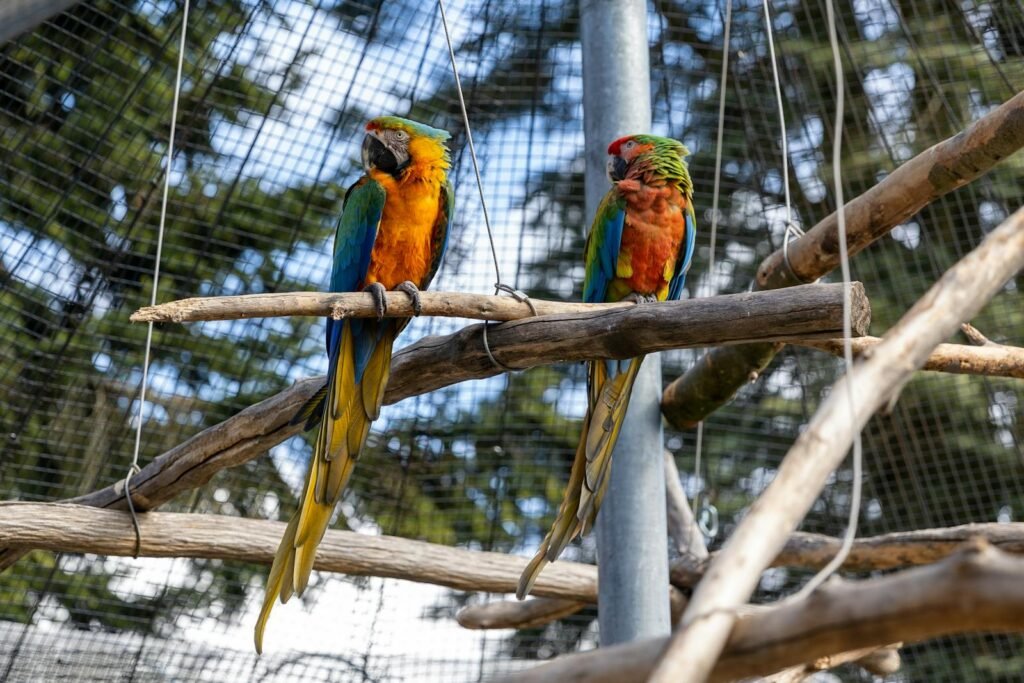 Two colorful macaws resting on wooden perches inside a cage with a natural background.