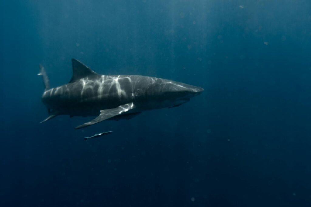 A great white shark swimming in the deep blue ocean, showcasing the beauty of marine life.
