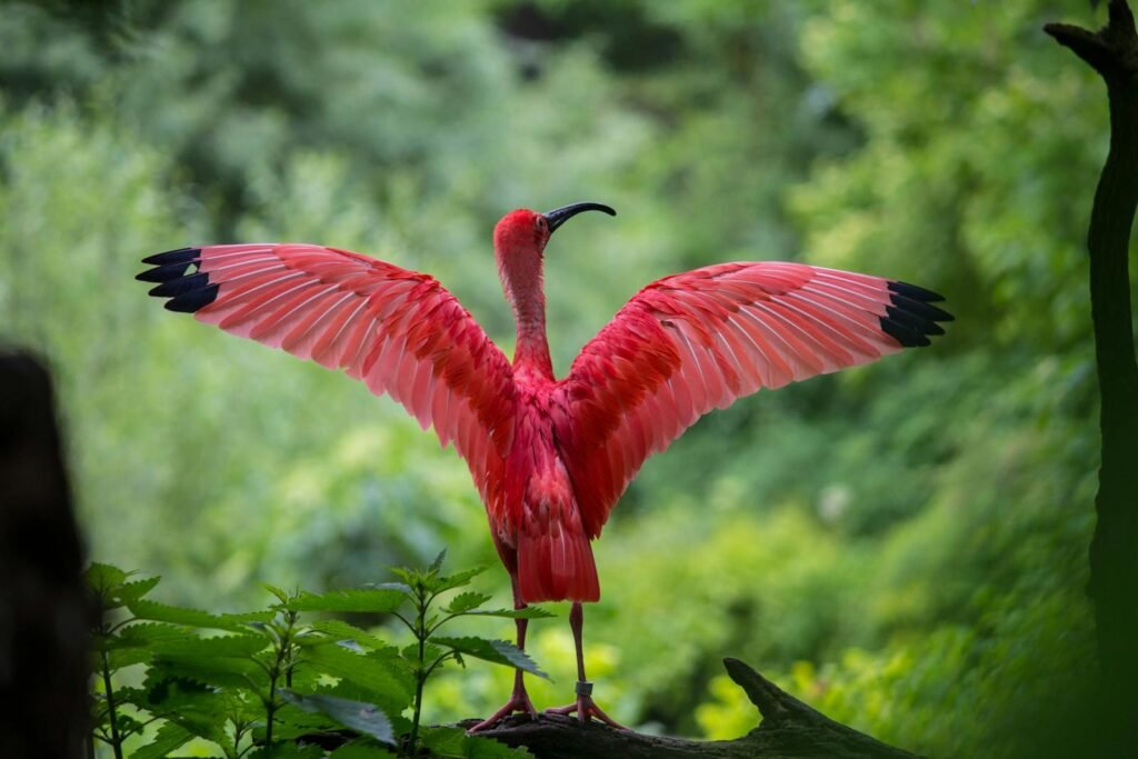 Stunning scarlet ibis displaying wings in lush outdoor setting in Munich, Germany.