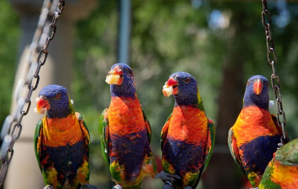 Brightly colored Rainbow Lorikeets perched and eating outdoors.