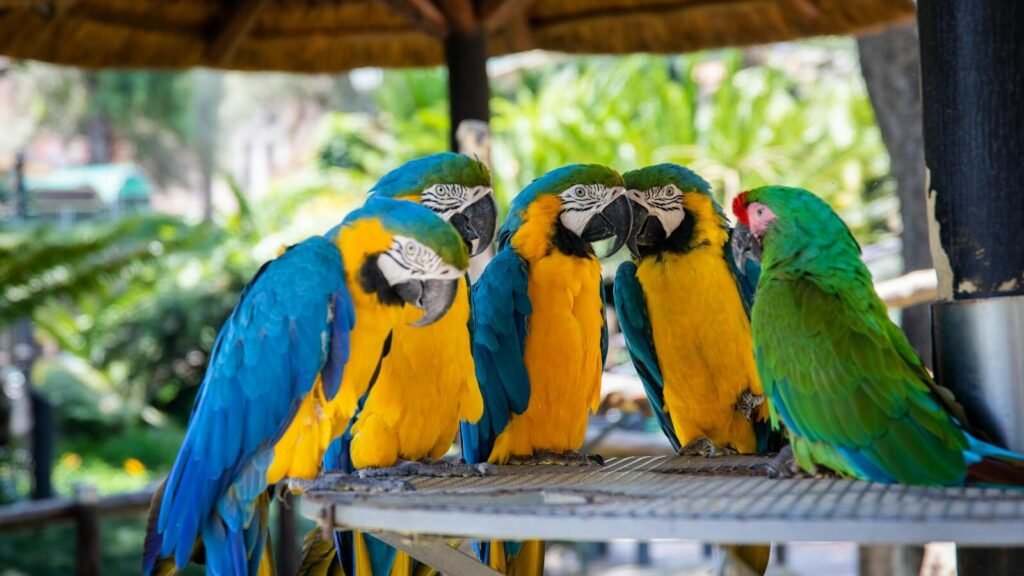 A vibrant group of macaws perched outdoors, showcasing their exotic plumage.