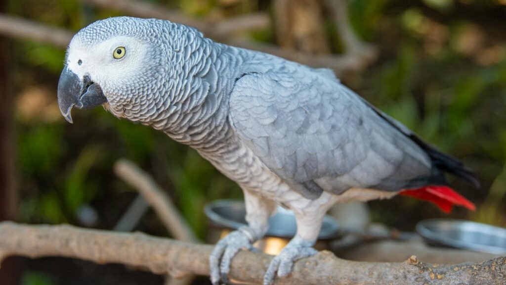 Detailed shot of an African Grey Parrot perched on a branch with blurred natural background.