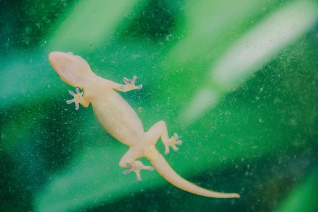 A close-up image of a small gecko on a vibrant green glass surface.