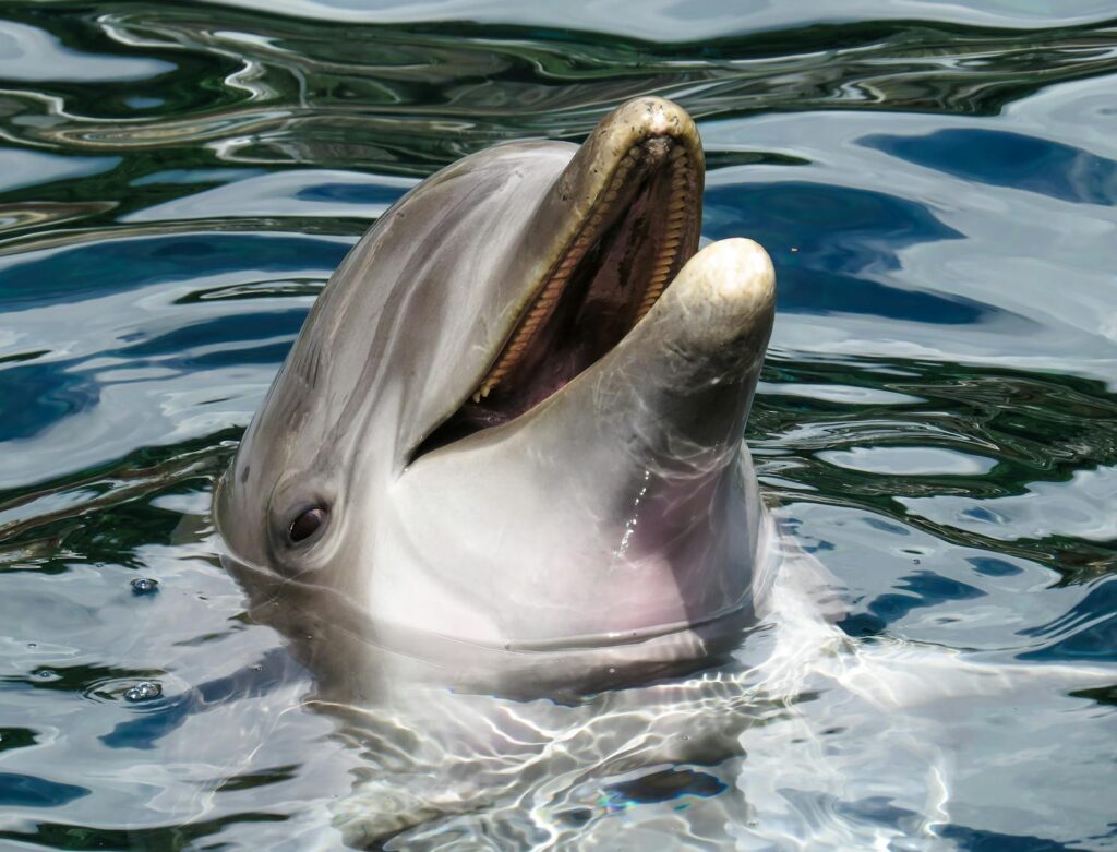 A vibrant bottlenose dolphin emerges from the ocean waters, showcasing its playful nature.