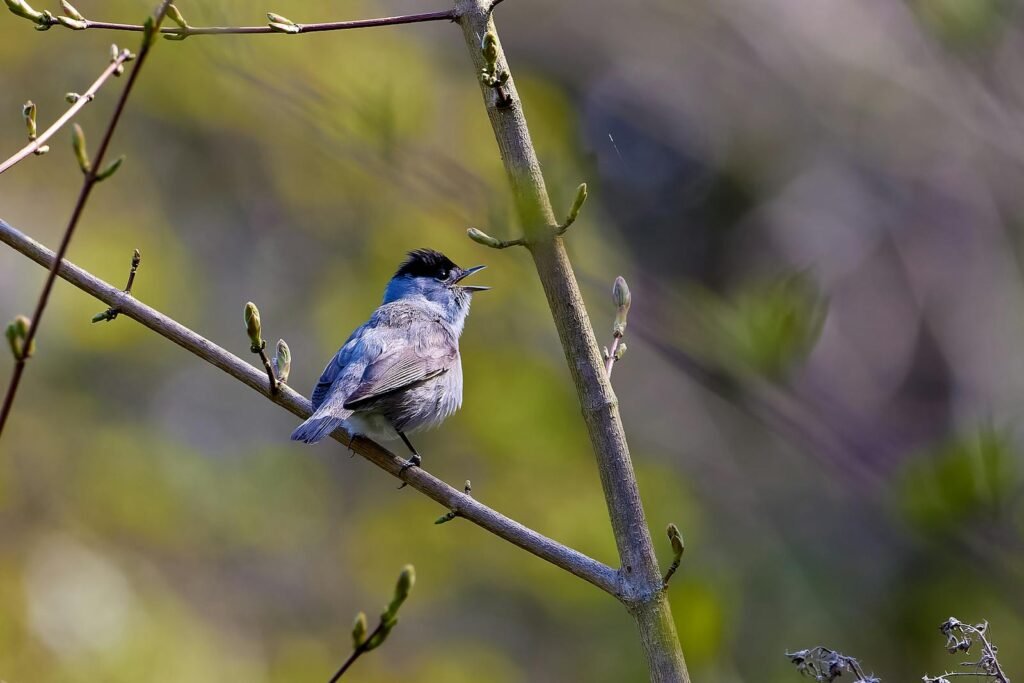 Close-up of a blackcap bird perched on a tree branch, singing amidst a vibrant spring background.