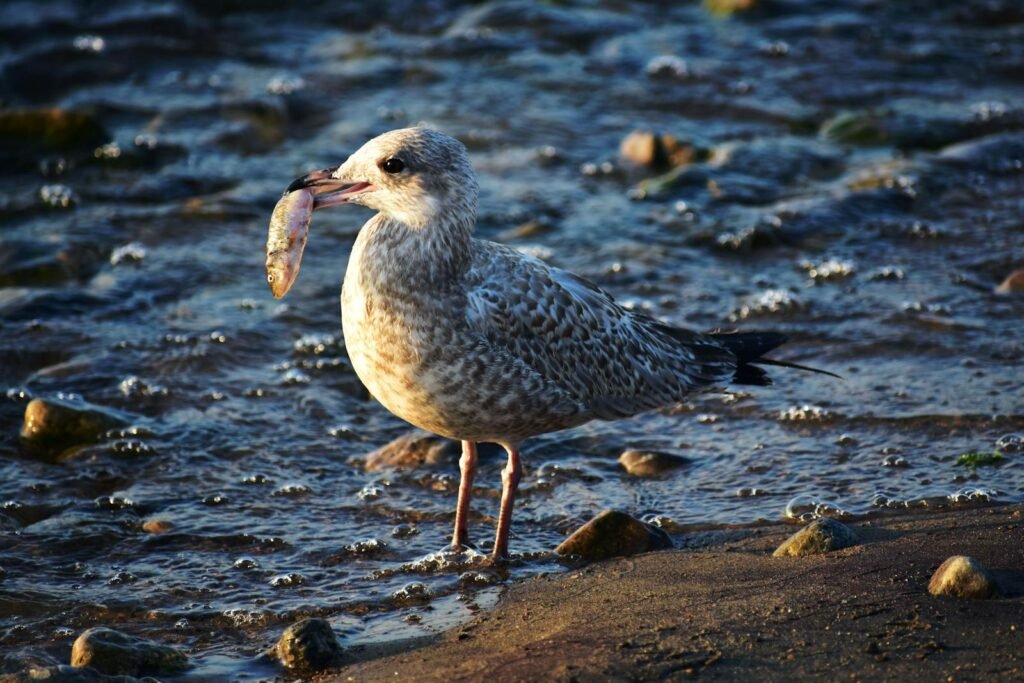A seagull standing on a rocky beach holding a fish in its beak against a scenic seascape.
