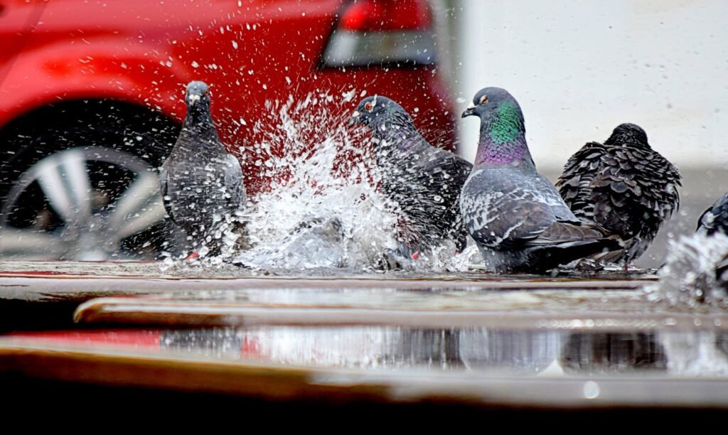 Vibrant pigeons splash in an urban puddle with colorful reflections and a blurred car in the background.