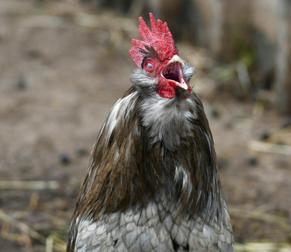 Detailed close-up shot of a rooster crowing outdoors, highlighting its vibrant red comb and feathers.