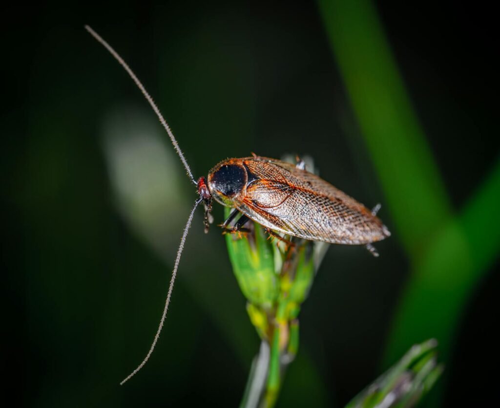 Detailed macro shot of a cockroach perched on a plant in a natural environment.