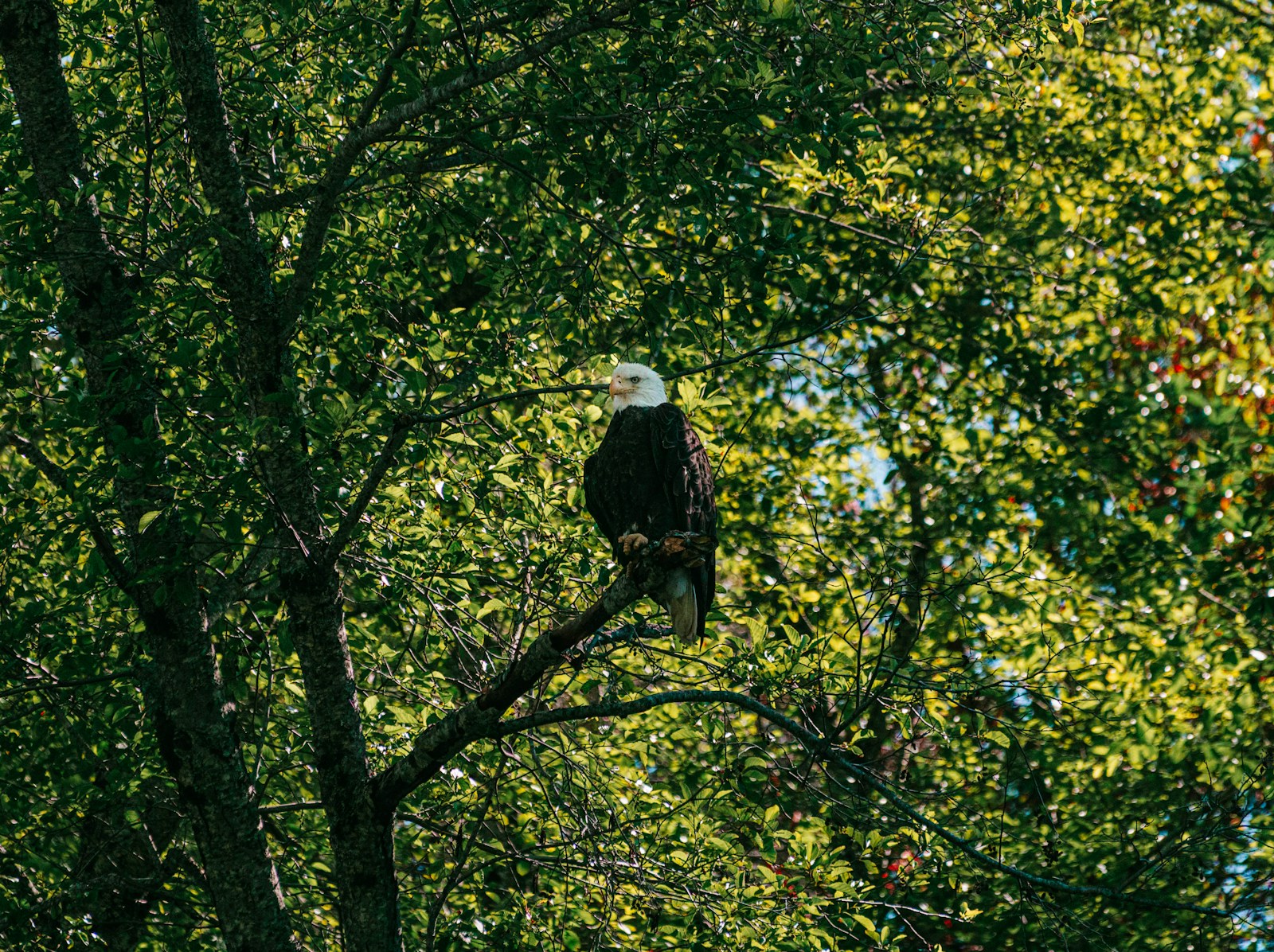 How Bald Eagles Raise Their Chicks to Be Fierce Hunters
