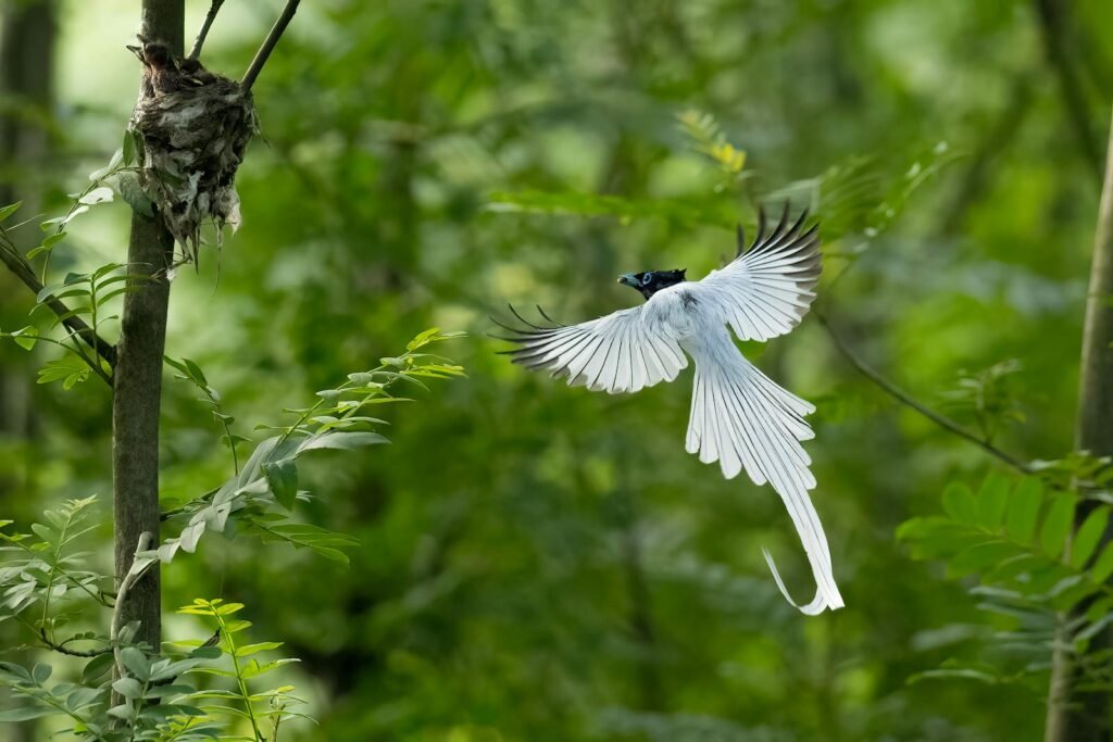 A beautiful white bird gracefully flying near its nest in a lush green forest setting.