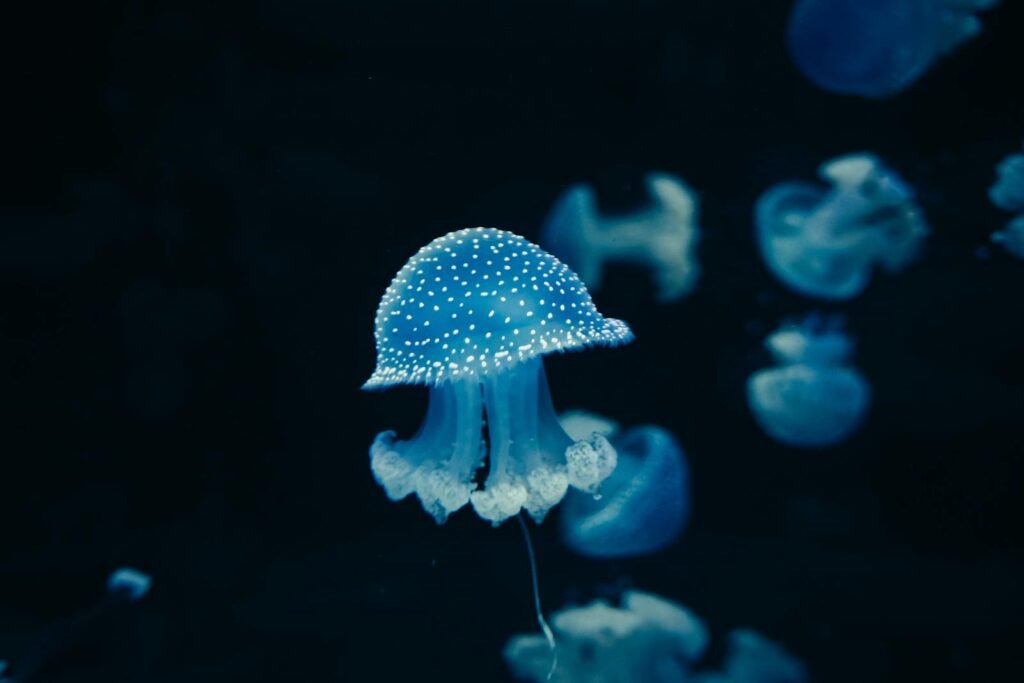 Stunning image of a vibrant blue jellyfish swimming gracefully underwater.