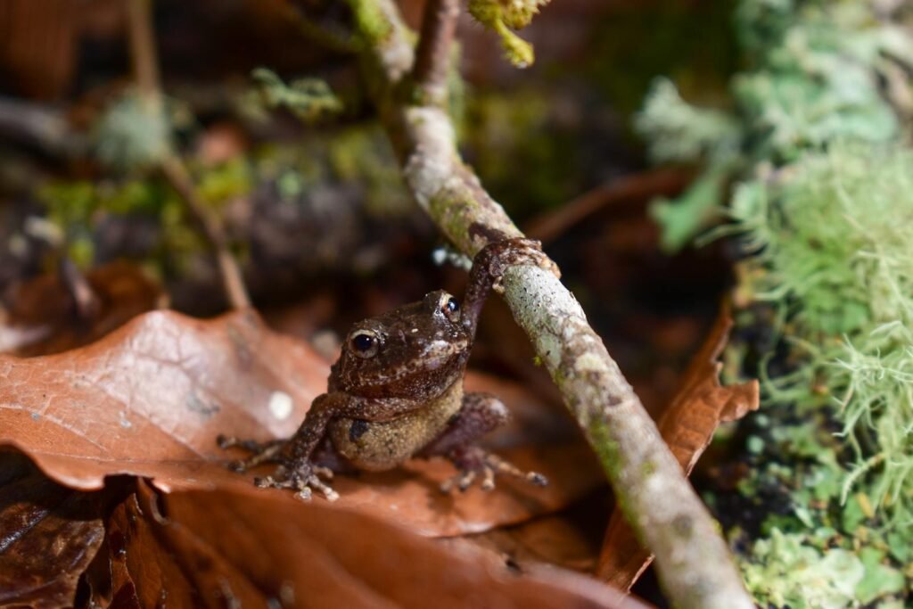Close-up of a brown frog perched on a forest branch in Caicedo, Antioquia, Colombia.