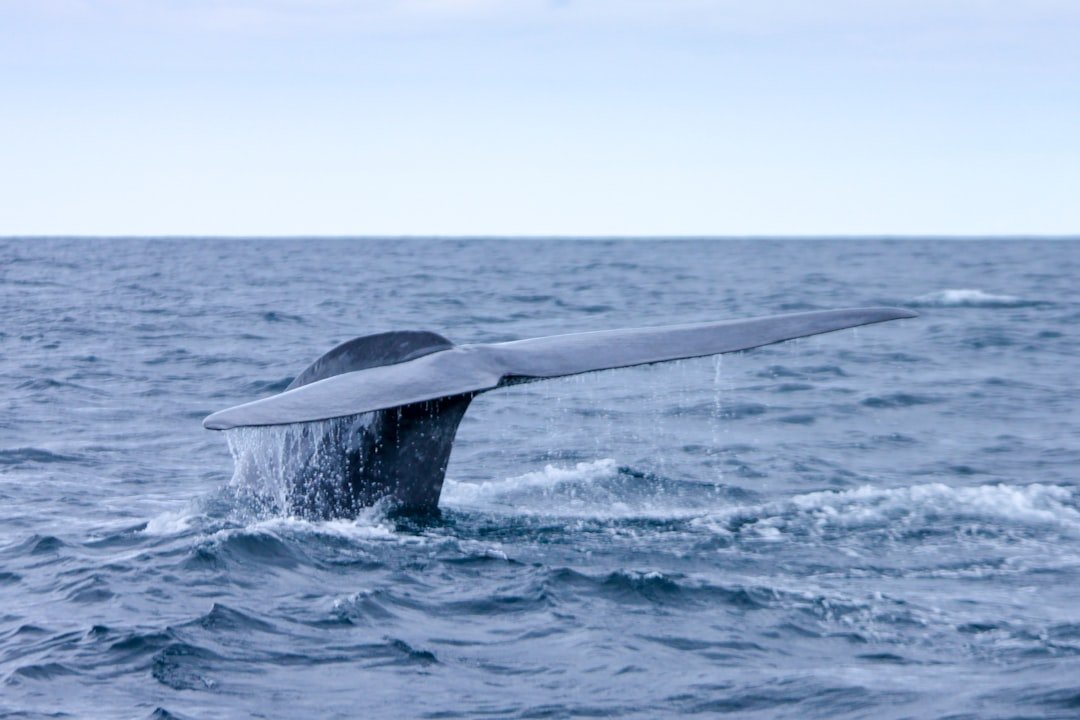 From Navy Ears to Modern Science (image credits: unsplash)