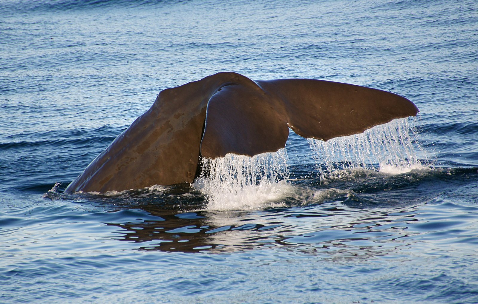 Why It Matters (image credits: wikimedia)