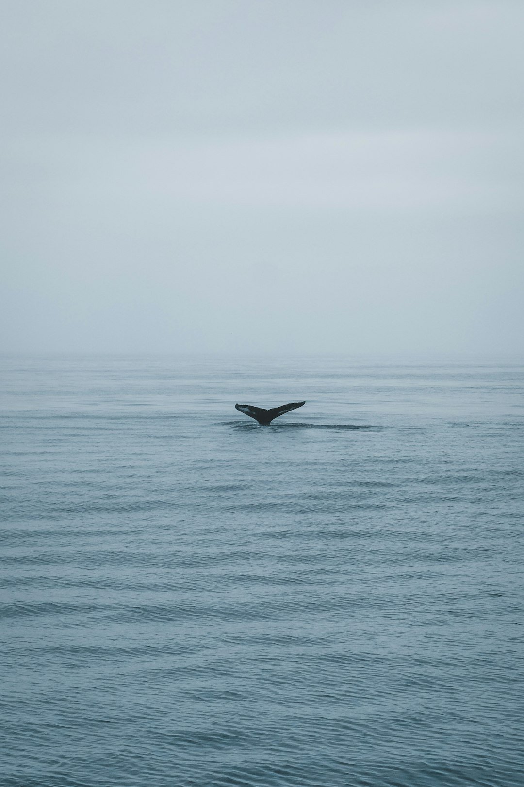 What You Can Do (image credits: unsplash)