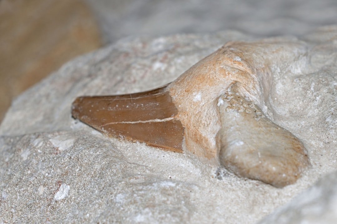 The Hidden Clues: When “Tongue Stones” Became Shark Teeth (image credits: unsplash)