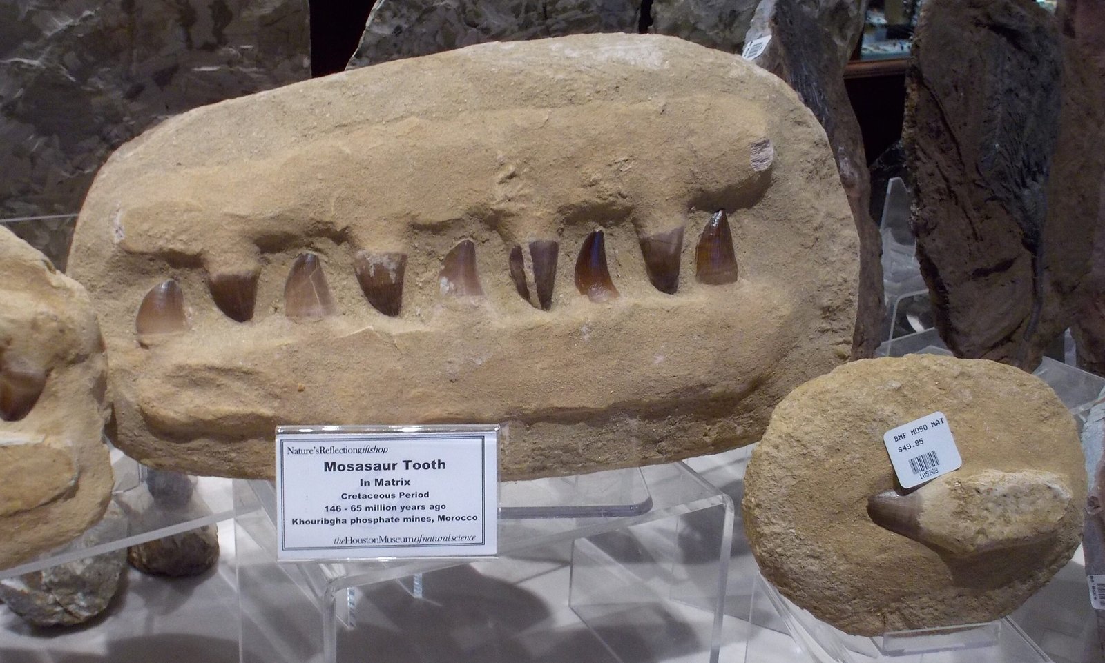 A Sea Monster’s True Name: The Mosasaurus Mystery (image credits: wikimedia)