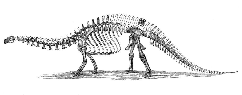 The Brontosaurus Problem: A Name, a Skull, and a Public (image credits: rawpixel)