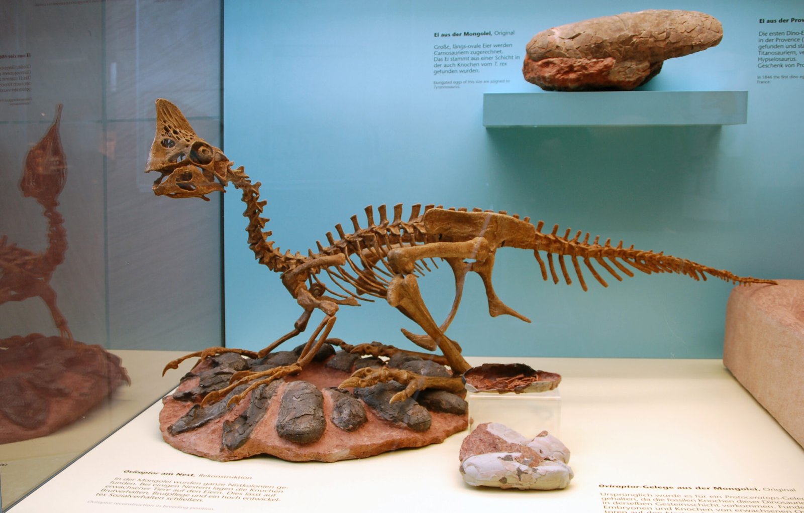 The “Egg Thief” Exonerated: Oviraptor as a Devoted Parent (image credits: wikimedia)