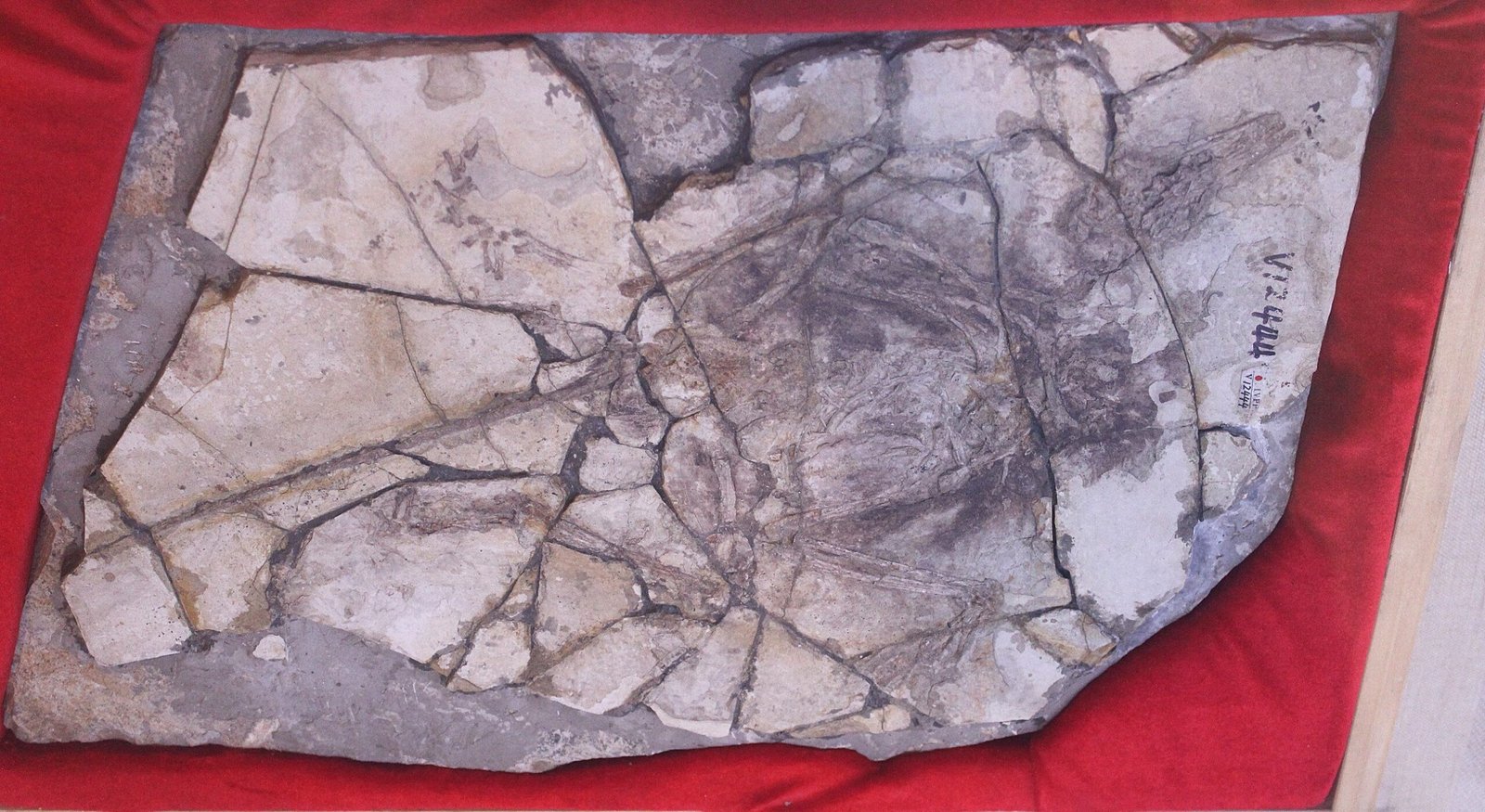 A Patchwork “Bird”: The Archaeoraptor Wake-Up Call (image credits: wikimedia)