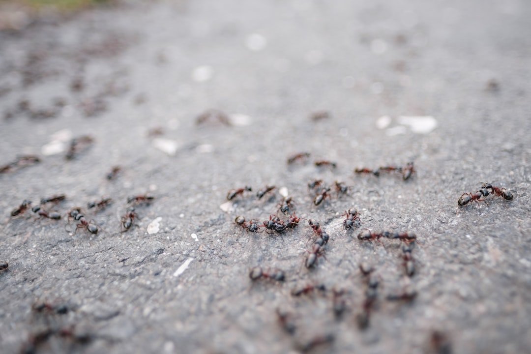 The Hidden Clues (image credits: unsplash)