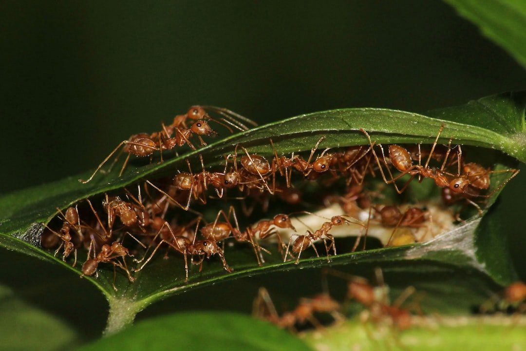 Pest Control, Ant-Style (image credits: unsplash)