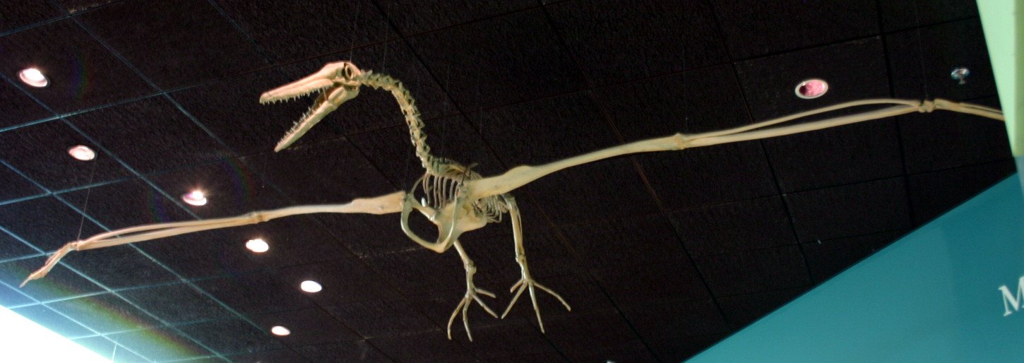The Physics of Flight on Monster Wings (image credits: wikimedia)