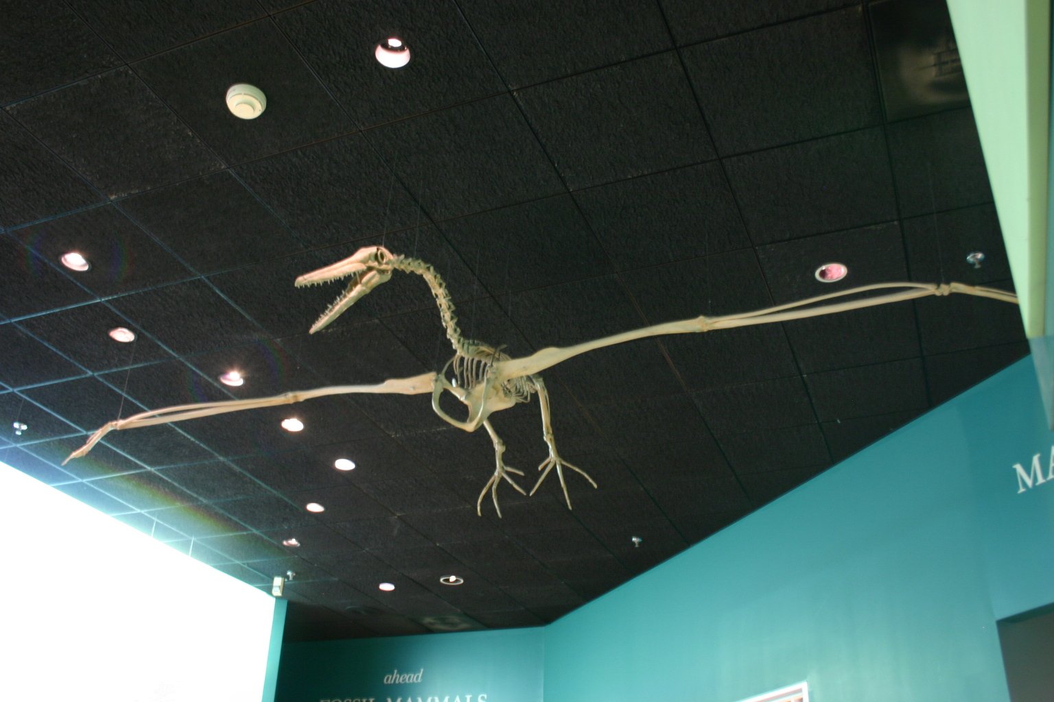 The Giants That Rode Thin Air (image credits: wikimedia)