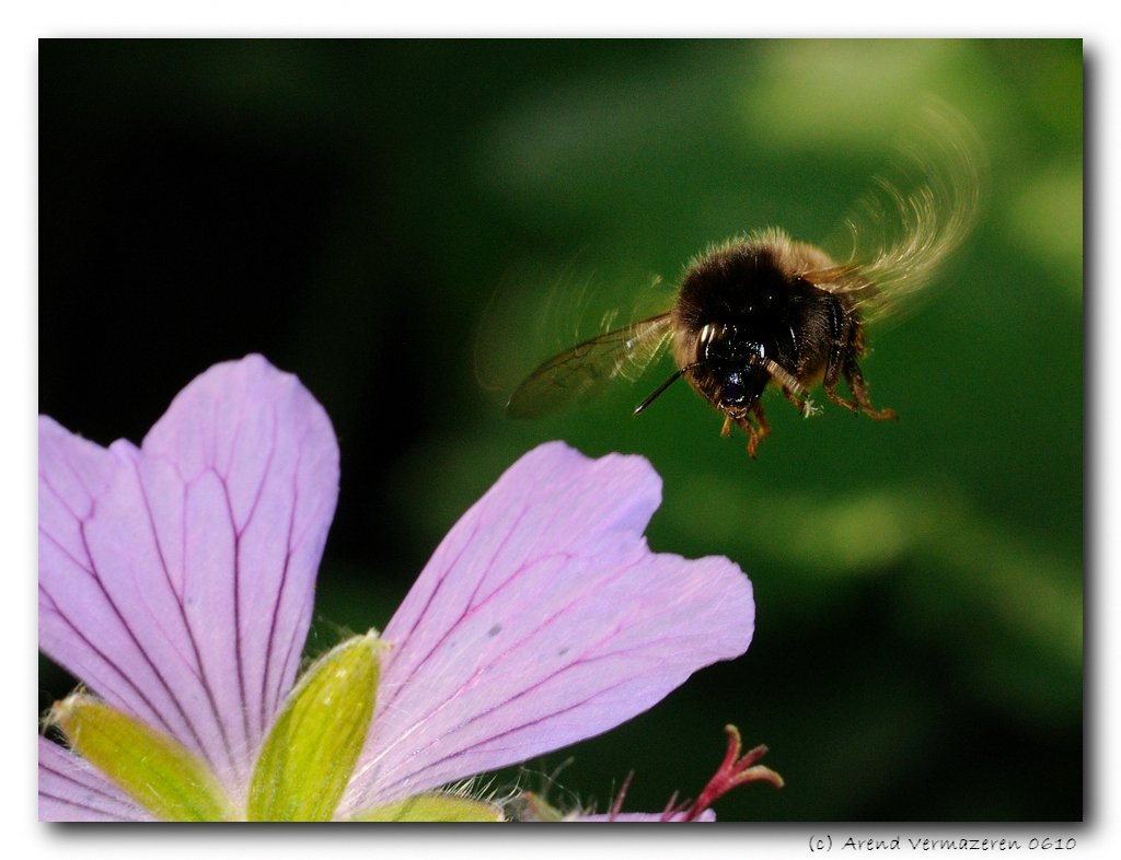 The Bee That Broke the Rulebook (image credits: wikimedia)