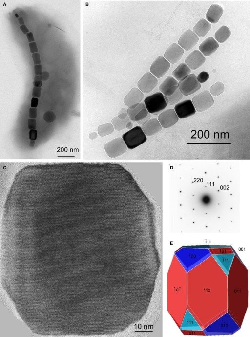 How Scientists Decode Magnetofossils (image credits: wikimedia)