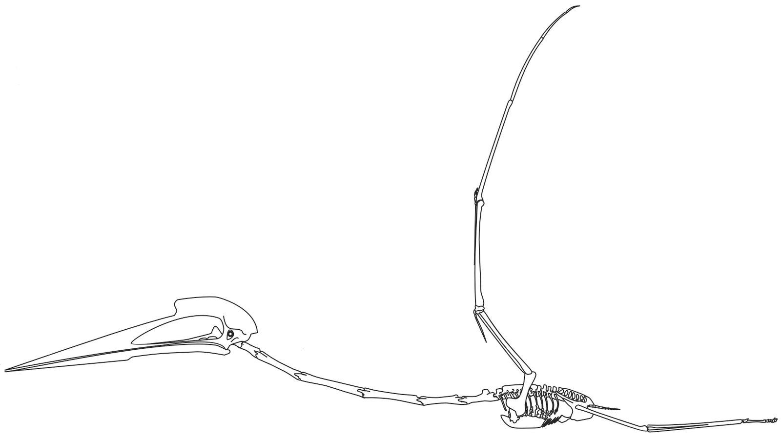 The Physics of Flight and the Power of the Neck (image credits: wikimedia)