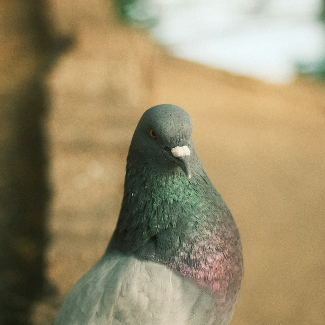 Inside the Pigeon Brain (image credits: unsplash)