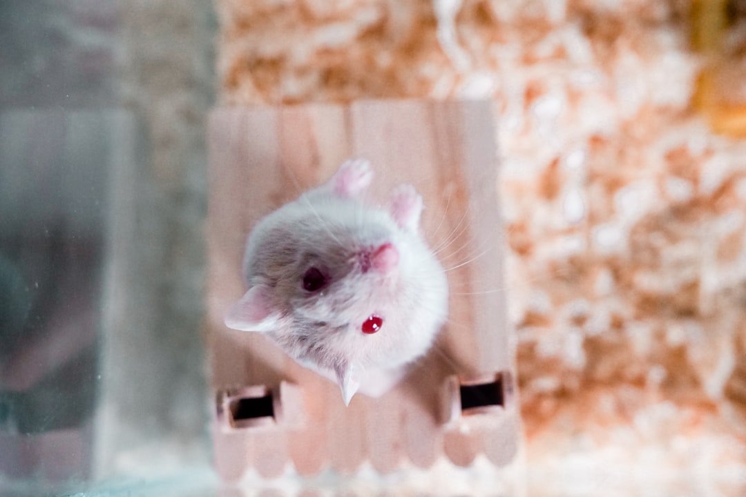 From Mice to Mothers: Tracing the Signal (image credits: unsplash)